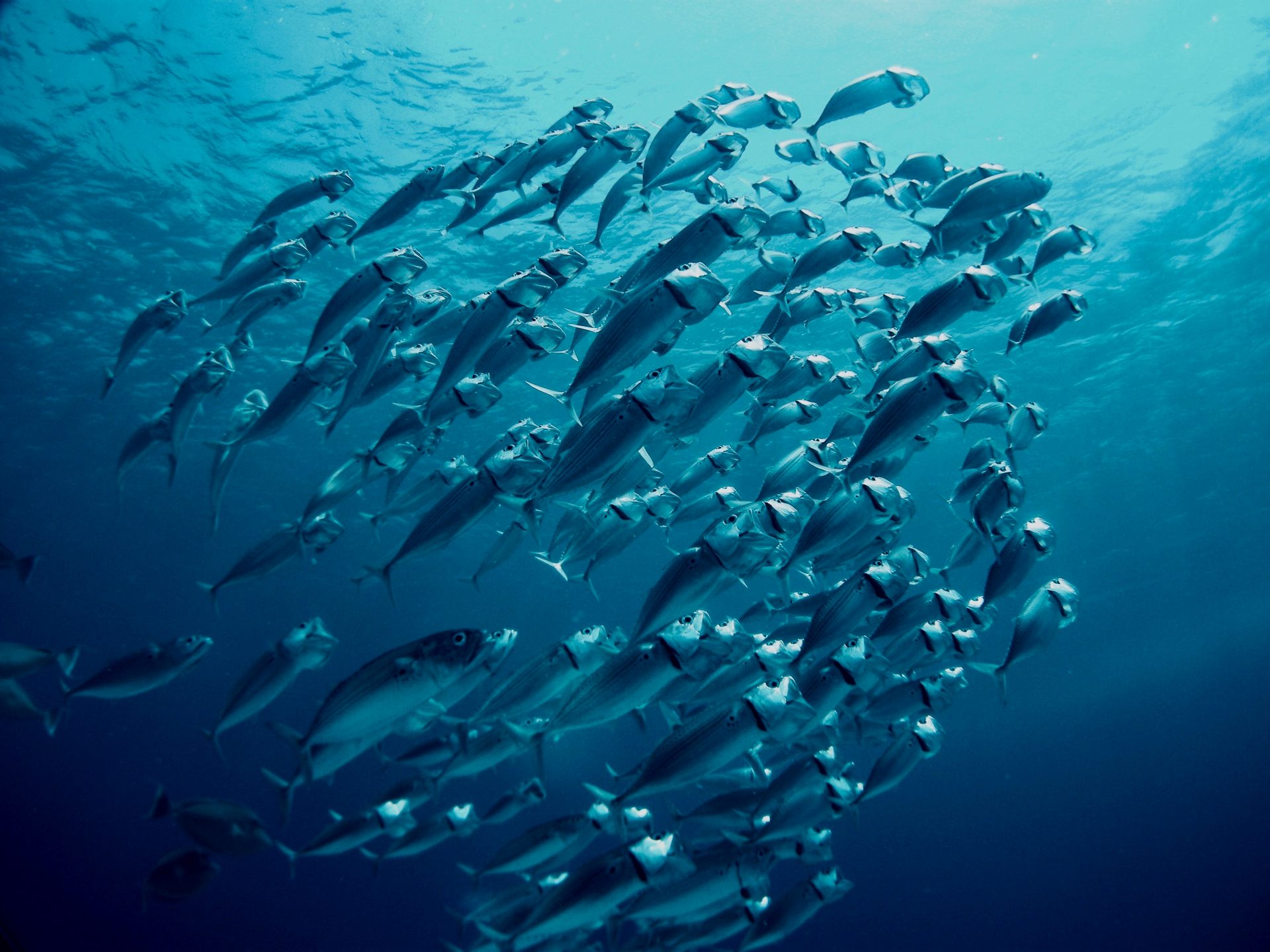 Banc de poissons sous-marin